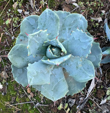 AGAVE POTATORUM HYBRID -