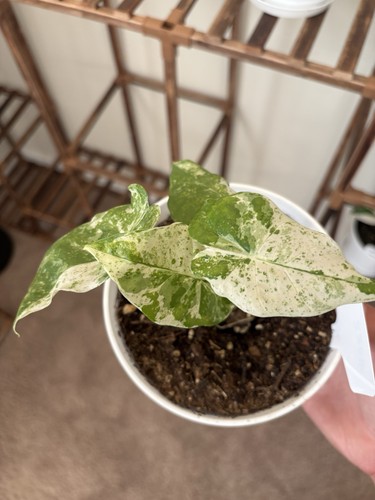 Alocasia odora batik - odora,