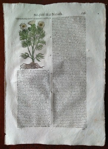 Stampa antica erbario mattioli - antica,