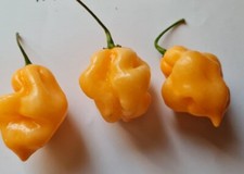 20 semi di Peperoncino