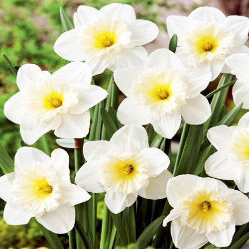 Narcisi bulbi fiori - narcisi,
