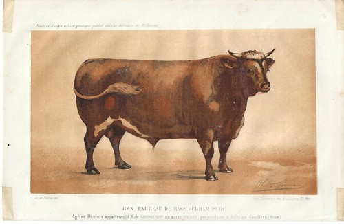 Stampa antica toro pura - stampa, razza