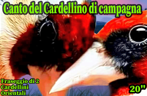 Canto tra cardellini - canto,