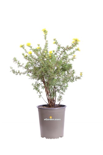 Pianta potentilla o - di,