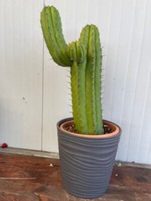 Pianta Grassa  Polaskia