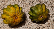 10 semi Zucca Ornamentale 7