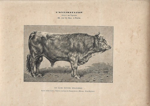 Stampa antica toro razza - antica,