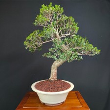BONSAI ESEMPLARE  DI MIRTO