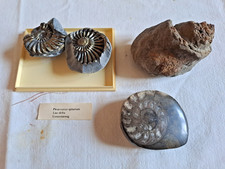 Set di 3 conchiglie fossili ammoniti e stromatolite