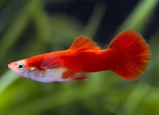 GUPPY PEOELICIDA RETICULATA