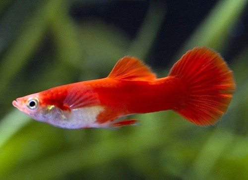 Guppy peoelicida reticulata - guppy,