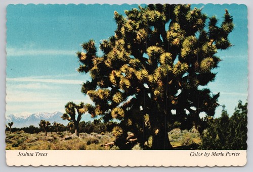Cartolina joshua trees yucca - joshua,