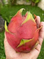 Pianta Pitaya (TESORO)Hylocereus Dragon Fruit SUPER OFFERTA 10 Talee