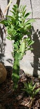 EUPHORBIA TRIGONA (African