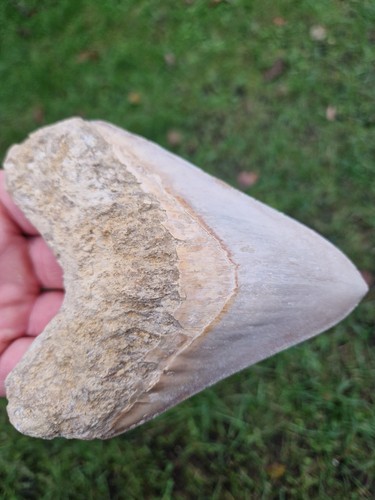 Dente megalodonte bianco 13 - dente,