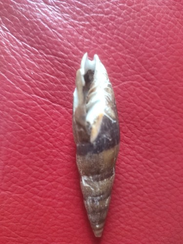 Mitra zonata - mitra,