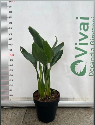 Pianta strelizia nicolai a - pianta, di