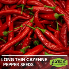 Hot Cayenne Pepper Heirloom