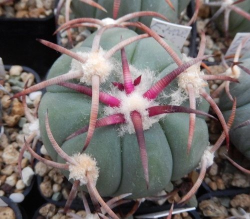 Echinocactus horizonthalonius