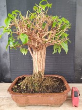 bonsai di bouganvillea h 46 cm