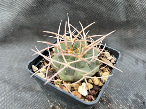 Gymnocalycium armatum vivaio - -,
