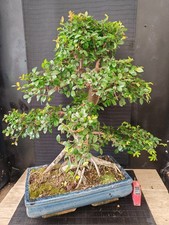 Bonsai olmo cinese h 68 - ,