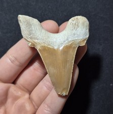Dente Fossile di Squalo -