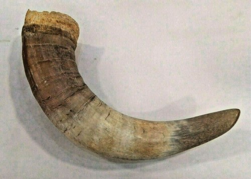 Corno mucca vintage - di, vintage---