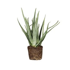 Aloe Vera Pianta Vera Radicata