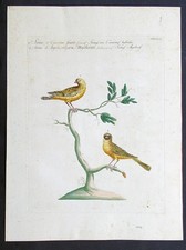 Stampa antica canarino serino