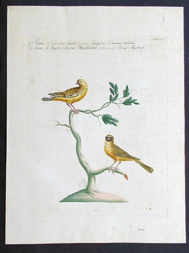 Stampa antica canarino serino