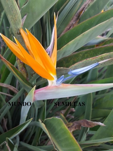 Ave del paraiso strelitzia - ave,