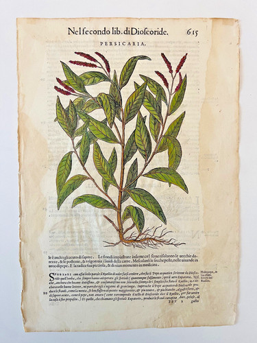 Mattioli xilografia 1500 - mattioli,