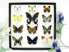 12 farfalle vere, imbottite