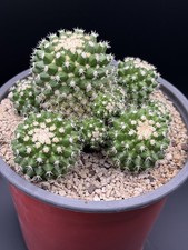 Mammillaria Eichlamii - CACTUS - VASO Ø15