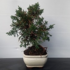 PRE Bonsai Ginepro kishu -