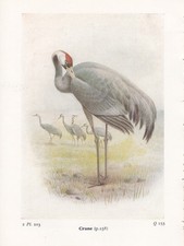 Stampa Di Uccelli 60 Anni ~