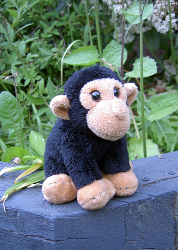 Piccolo yorkshire wildlife - yorkshire,
