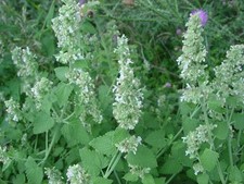 Erba gatta al limone - Nepeta