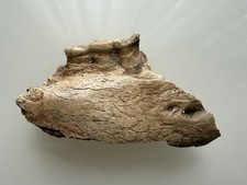 Orso delle caverne ursus - caverne,,