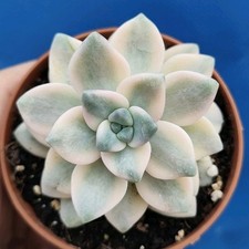 Graptopetalum paraguayense