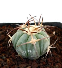 Echinocactus horizonthalonius