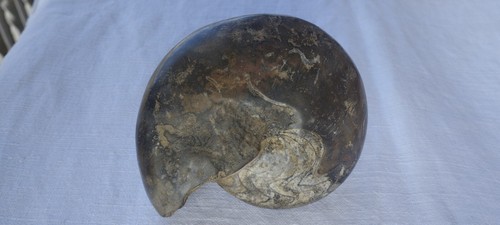Goniatite guscio fossile