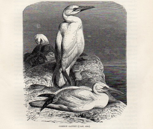 1894 sula uccelli ornitologia - uccelli,