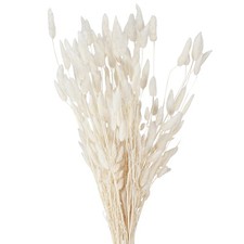 Fiori Secchi Lagurus Bianco