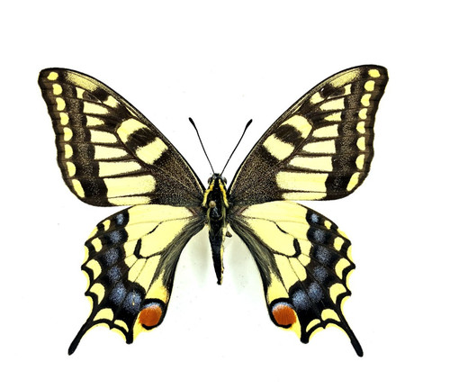 Papilio machaon farfalla - papilio, coda