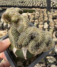Raro Cactus Succulento