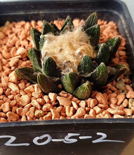 Ariocarpus scafirostris