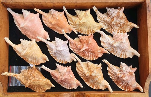 Strombus gallus collection - strombus,