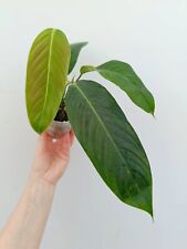 Philodendron HETEROCRASPEDON